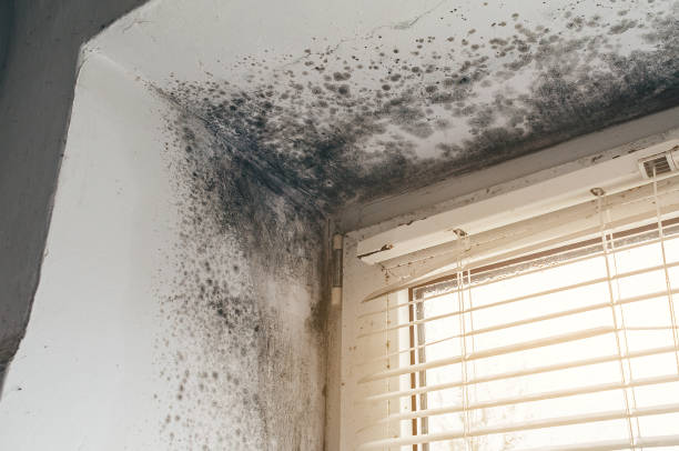 Affordable Basement Mold Removal solutions in Lyons, OR